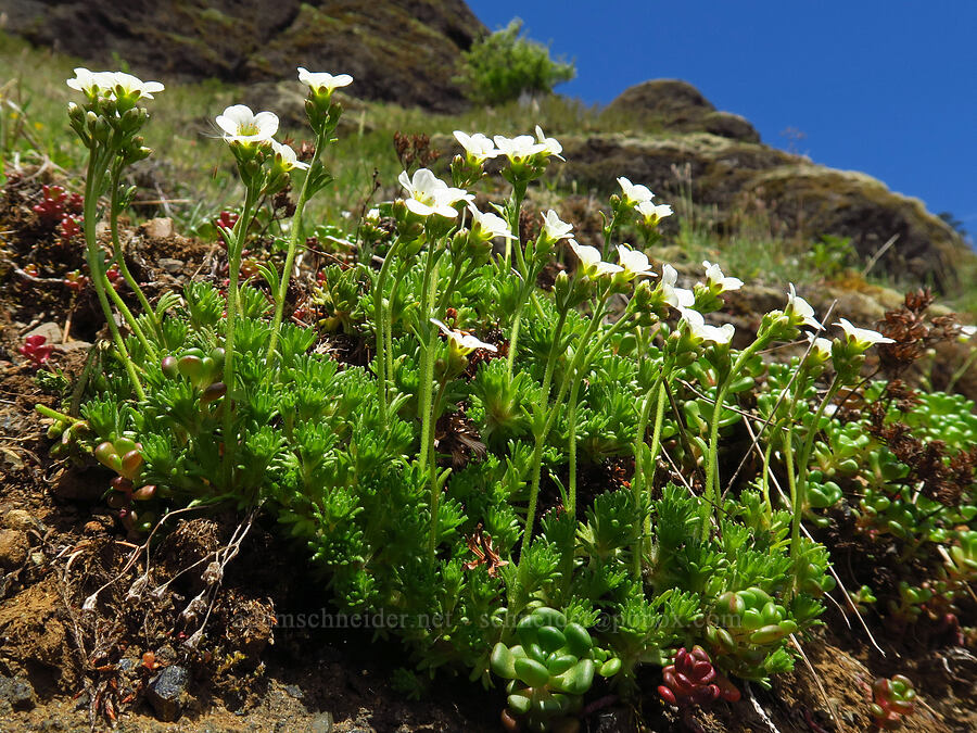 tufted saxifrage (Saxifraga cespitosa var. subgemmifera (Saxifraga caespitosa)) [Saddle Mountain Trail, Clatsop County, Oregon]