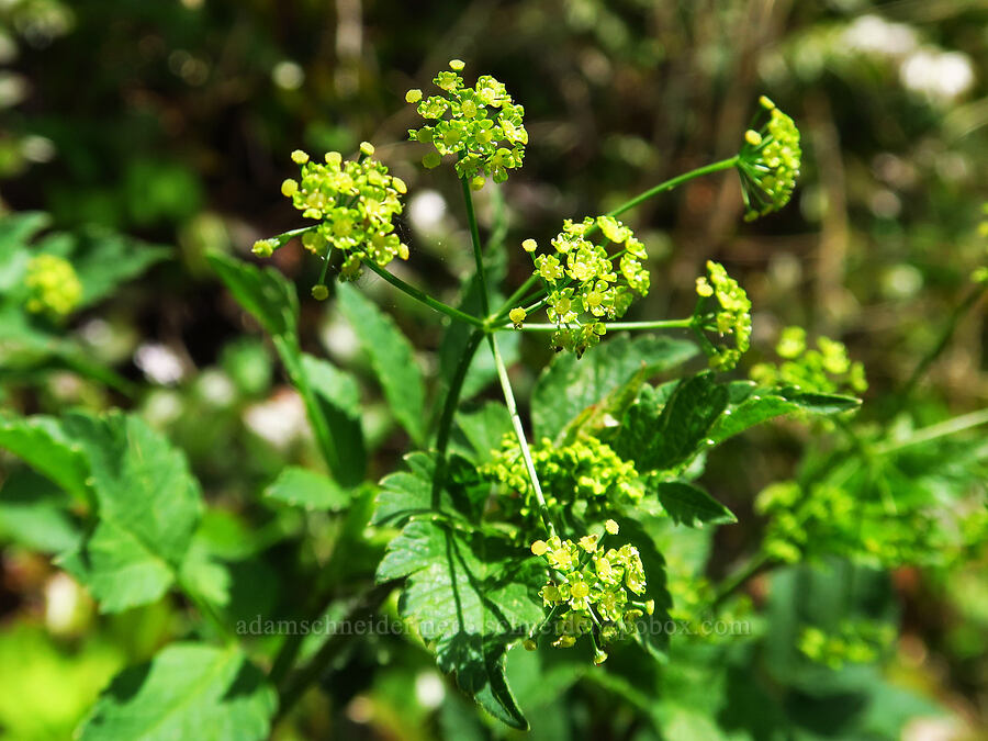 western sweet-cicely (Osmorhiza occidentalis) [Saddle Mountain Trail, Clatsop County, Oregon]