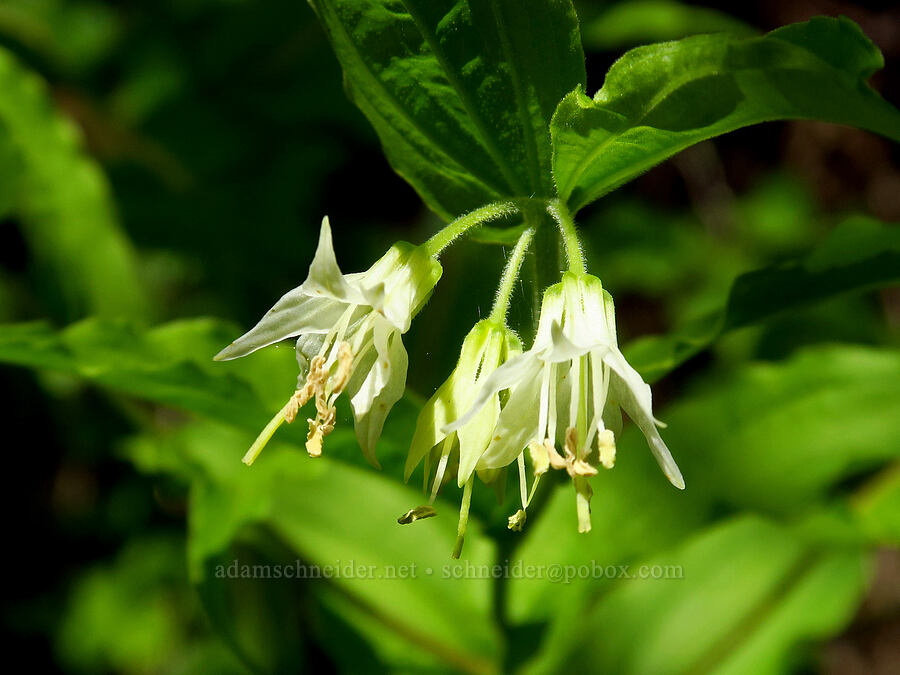 Hooker's fairy bells (Prosartes hookeri (Disporum hookeri)) [Saddle Mountain Trail, Clatsop County, Oregon]