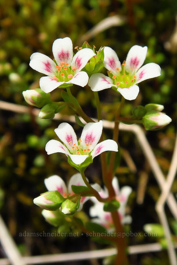 Nuttall's saxifrage (Cascadia nuttallii (Saxifraga nuttallii)) [Saddle Mountain Trail, Clatsop County, Oregon]