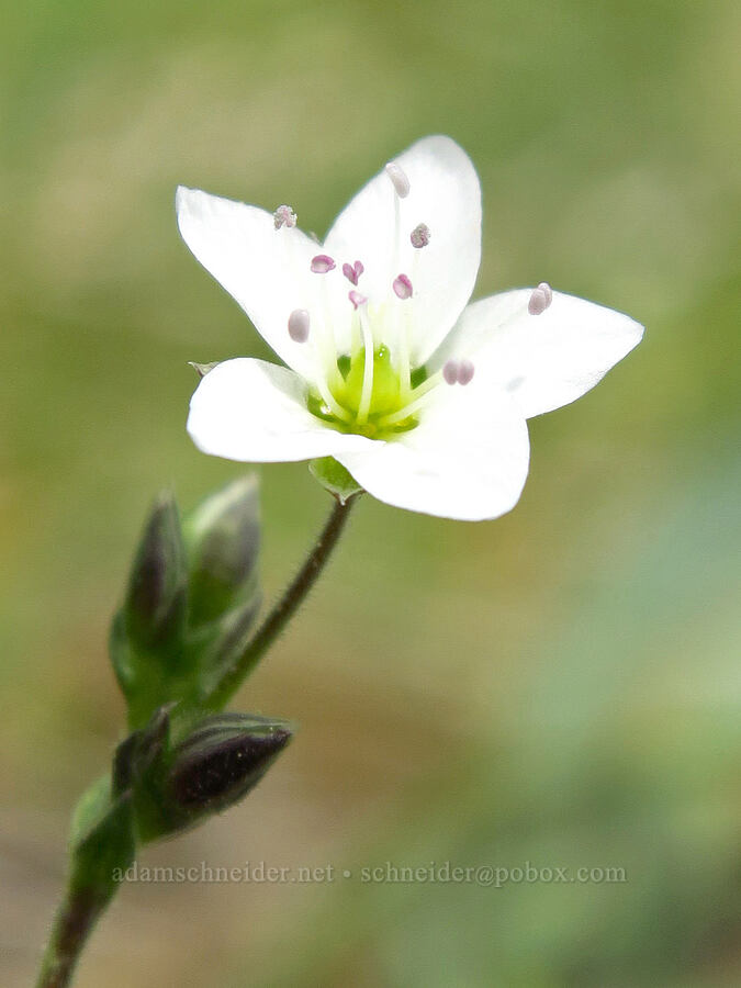 boreal sandwort (Minuartia rubella (Arenaria rubella) (Sabulina rubella)) [Saddle Mountain, Clatsop County, Oregon]