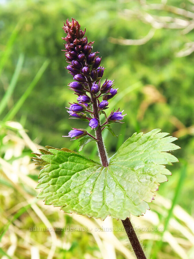 fringed kitten-tails (Synthyris schizantha (Veronica schizantha)) [east side of Saddle Mountain, Clatsop County, Oregon]