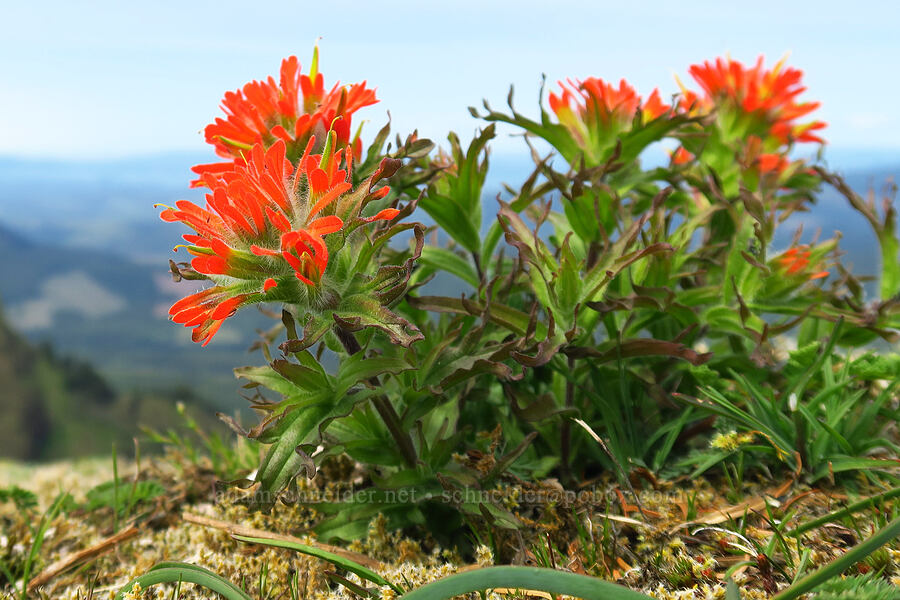 harsh paintbrush (Castilleja hispida) [east side of Saddle Mountain, Clatsop County, Oregon]