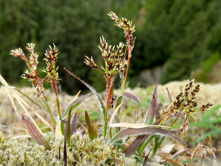 wood-rush (which?) (Luzula sp.) [east side of Saddle Mountain, Clatsop County, Oregon]
