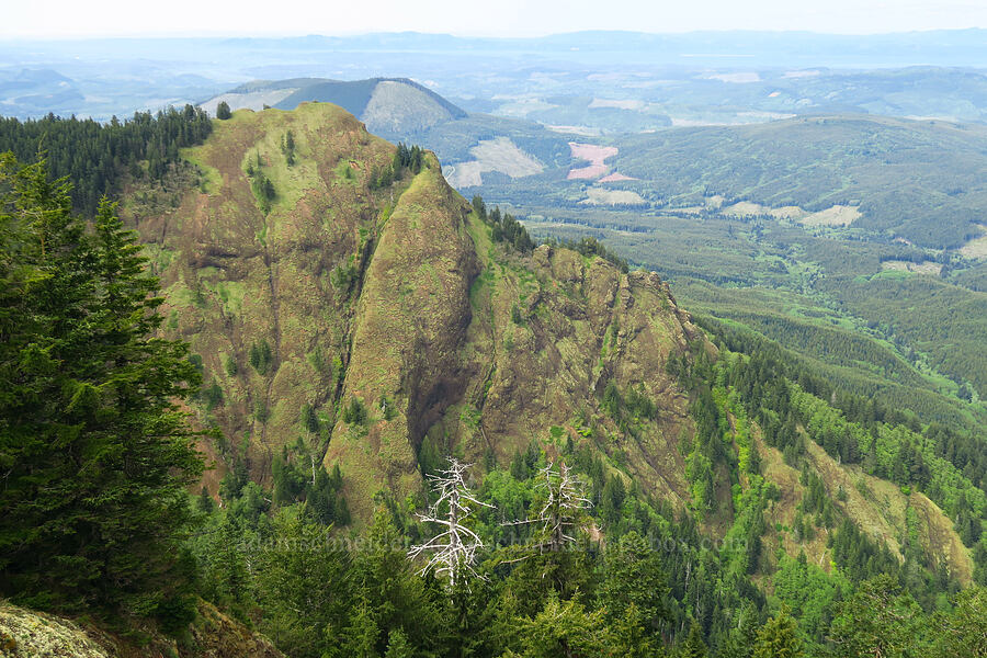 north ridge of Saddle Mountain [east side of Saddle Mountain, Clatsop County, Oregon]
