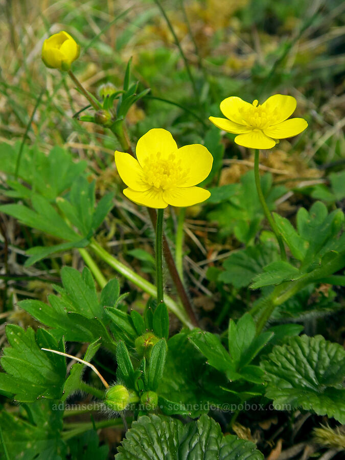 western buttercups (Ranunculus occidentalis) [east side of Saddle Mountain, Clatsop County, Oregon]