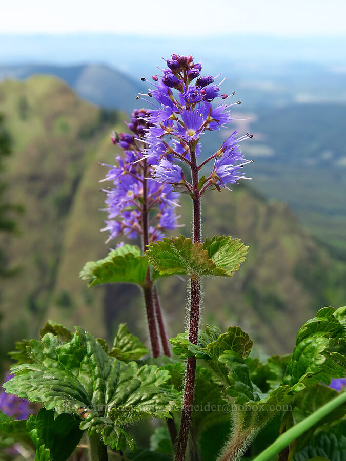 fringed kitten-tails (Synthyris schizantha (Veronica schizantha)) [east side of Saddle Mountain, Clatsop County, Oregon]