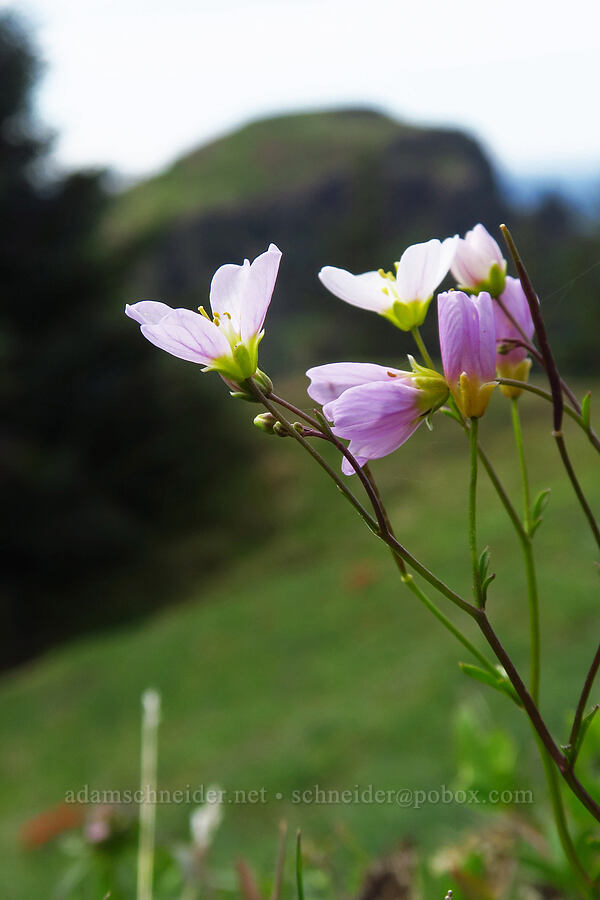 Saddle Mountain bitter-cress (Cardamine pattersonii) [east side of Saddle Mountain, Clatsop County, Oregon]