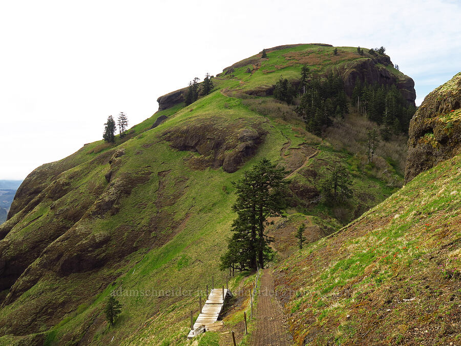 west summit of Saddle Mountain [Saddle Mountain, Clatsop County, Oregon]