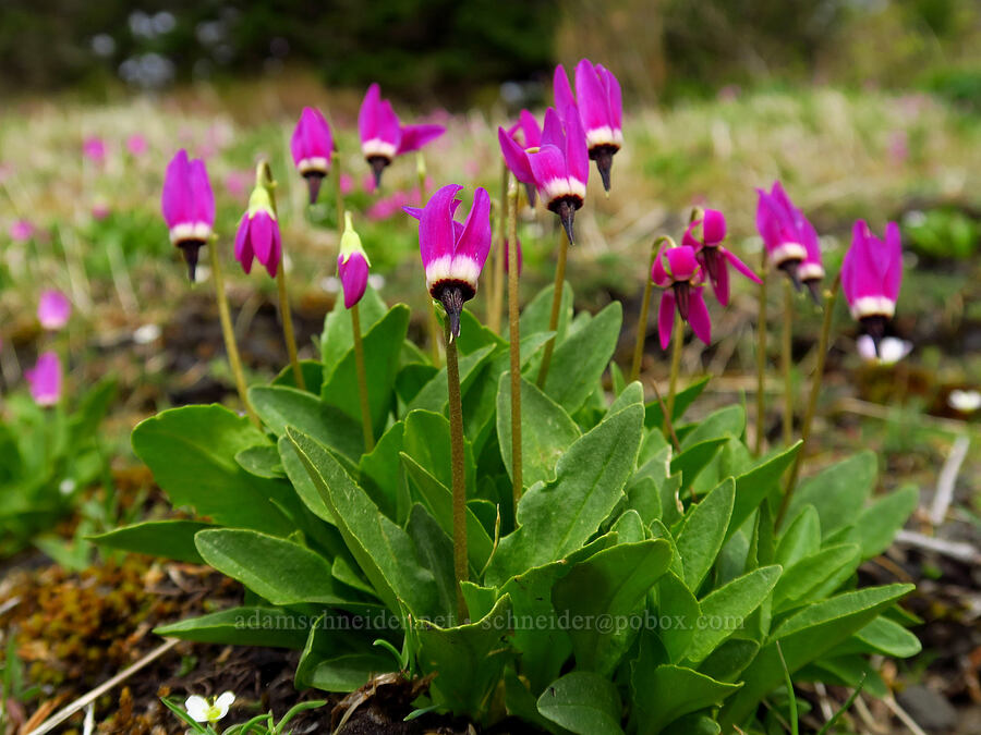 frigid shooting stars (Dodecatheon austrofrigidum (Primula austrofrigida)) [Saddle Mountain, Clatsop County, Oregon]