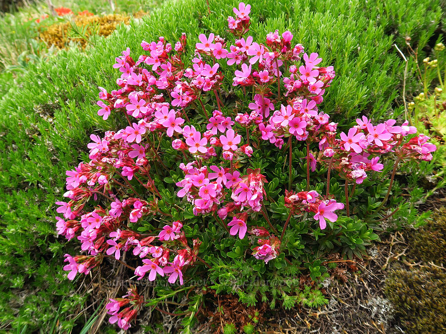 smooth douglasia (Douglasia laevigata (Androsace laevigata)) [Saddle Mountain summit, Clatsop County, Oregon]