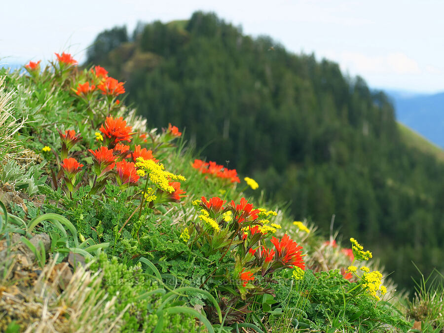 paintbrush & desert parsley (Castilleja hispida, Lomatium martindalei) [Saddle Mountain summit, Clatsop County, Oregon]