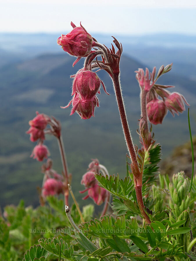 prairie smoke (Geum triflorum) [Saddle Mountain summit, Clatsop County, Oregon]