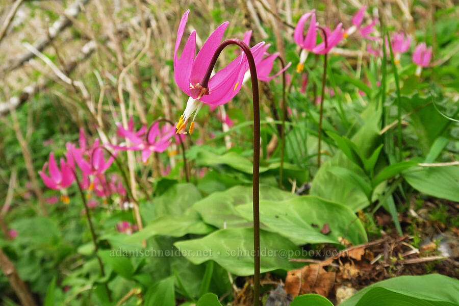 pink (coastal) fawn lilies (Erythronium revolutum) [Saddle Mountain summit, Clatsop County, Oregon]