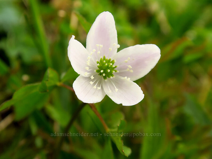 Lyall's anemone (Anemone lyallii (Anemonoides grayi)) [Saddle Mountain summit, Clatsop County, Oregon]
