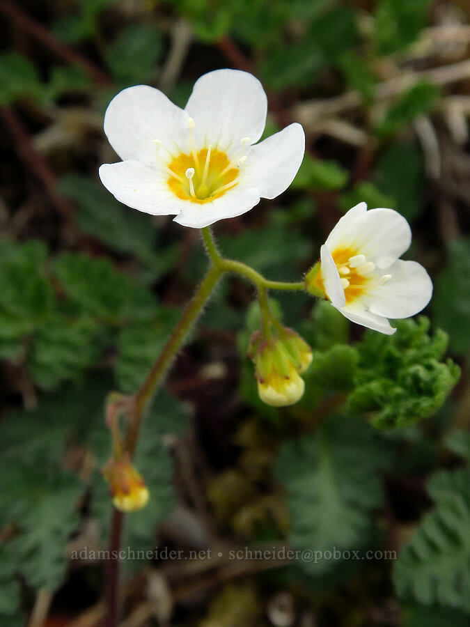 Sitka mist-maidens (Romanzoffia sitchensis) [Saddle Mountain summit, Clatsop County, Oregon]