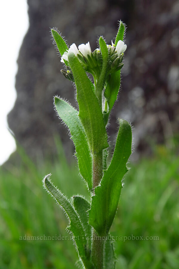 hairy rock-cress (Arabis eschscholtziana (Arabis hirsuta)) [Saddle Mountain summit, Clatsop County, Oregon]