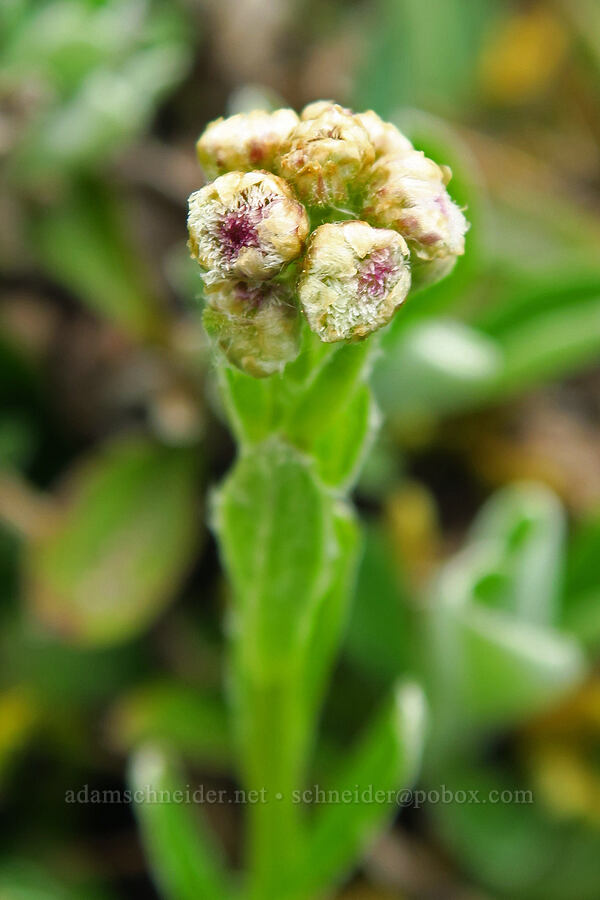 raceme pussy-toes, budding (Antennaria racemosa) [Saddle Mountain, Clatsop County, Oregon]