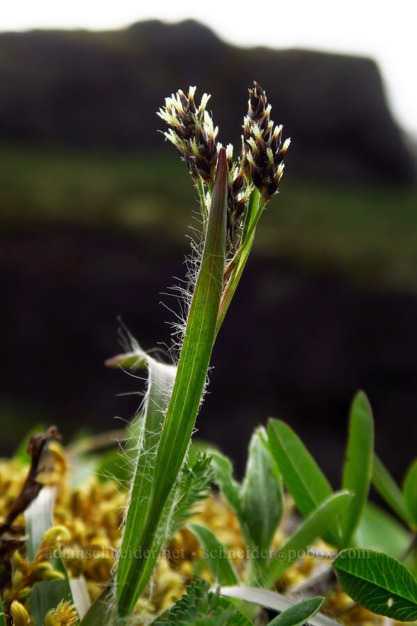 wood-rush (which?) (Luzula sp.) [Saddle Mountain, Clatsop County, Oregon]