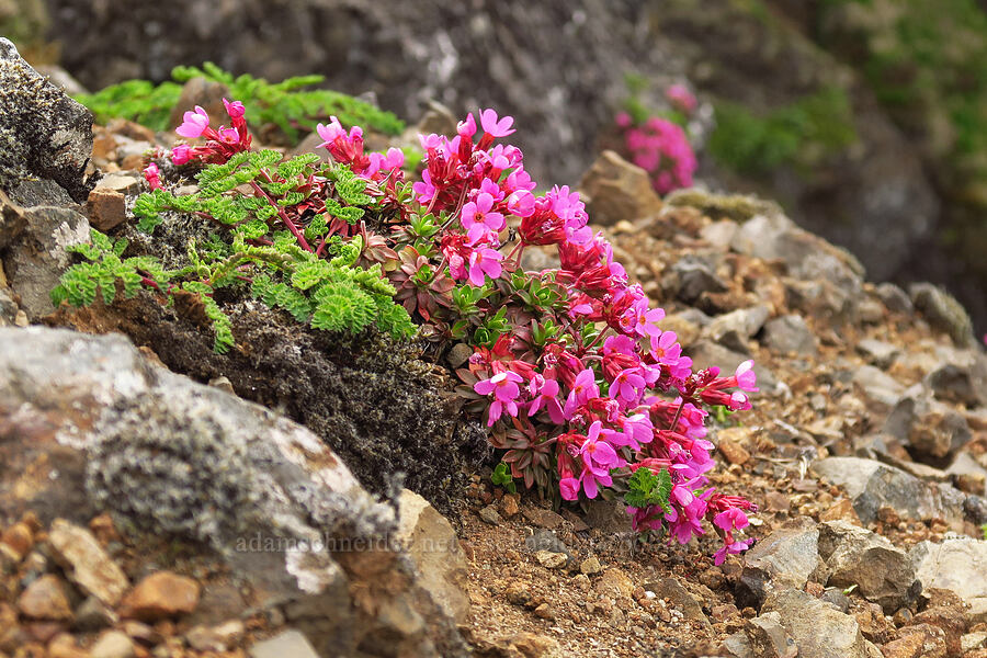 smooth douglasia (Douglasia laevigata (Androsace laevigata)) [Saddle Mountain, Clatsop County, Oregon]