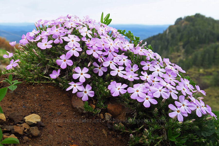 spreading phlox (Phlox diffusa) [Saddle Mountain, Clatsop County, Oregon]