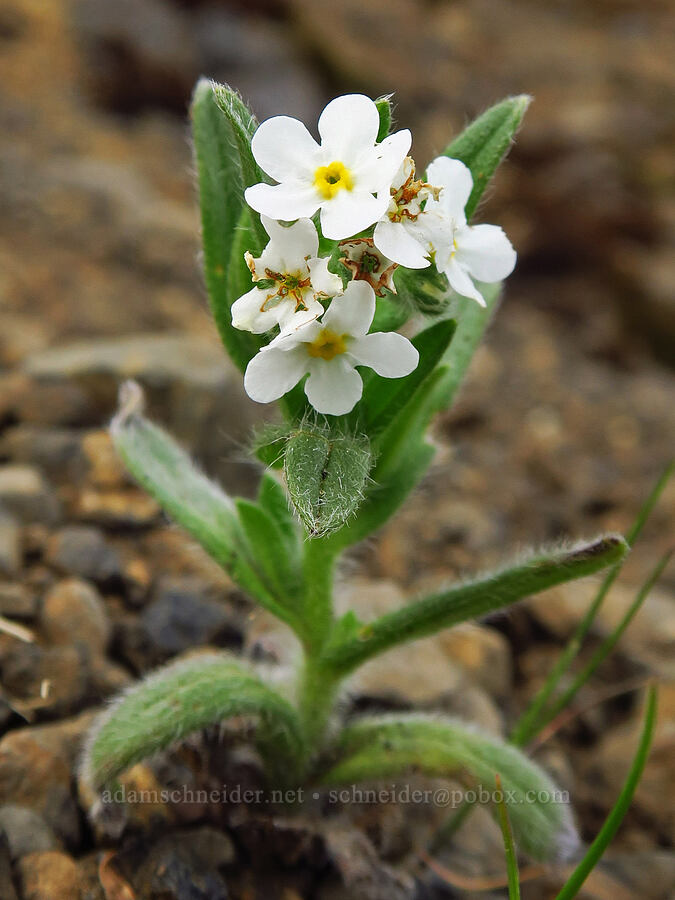 common cryptantha (Cryptantha intermedia) [Saddle Mountain, Clatsop County, Oregon]