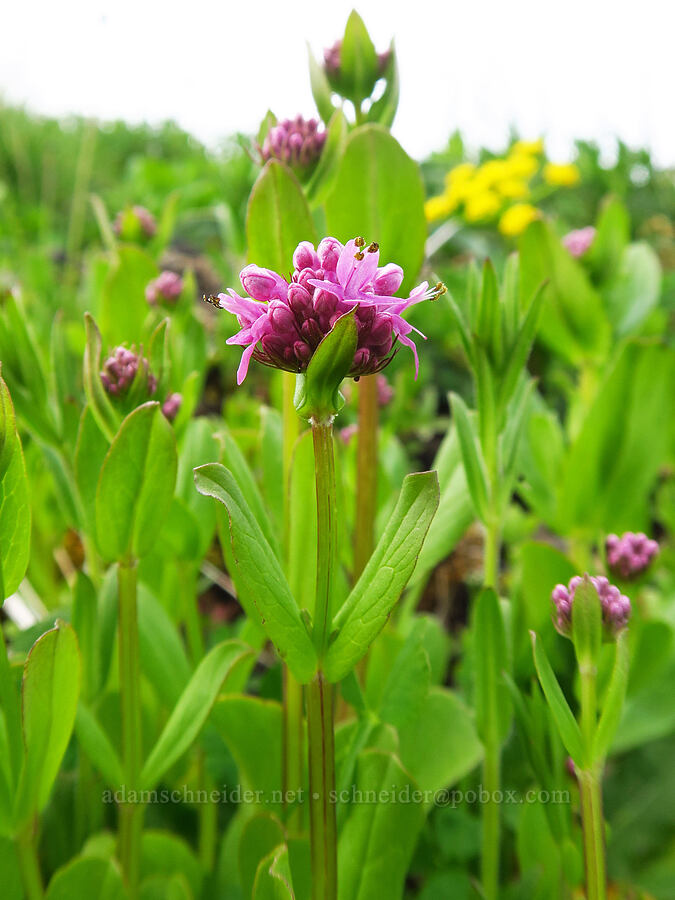 rosy plectritis (Plectritis congesta) [Saddle Mountain, Clatsop County, Oregon]