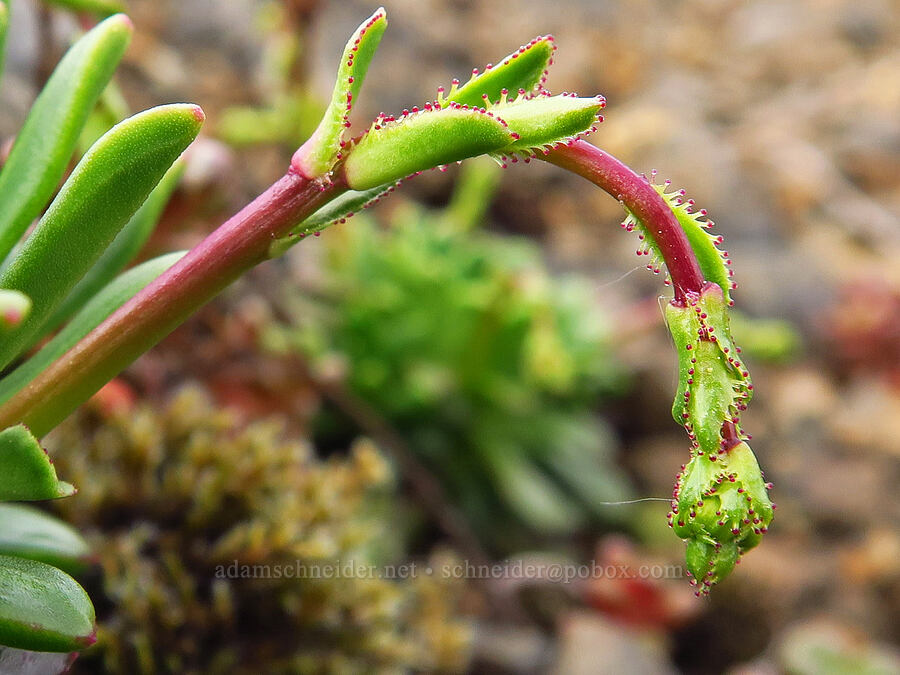Columbia lewisia, budding (Lewisia columbiana) [Saddle Mountain, Clatsop County, Oregon]