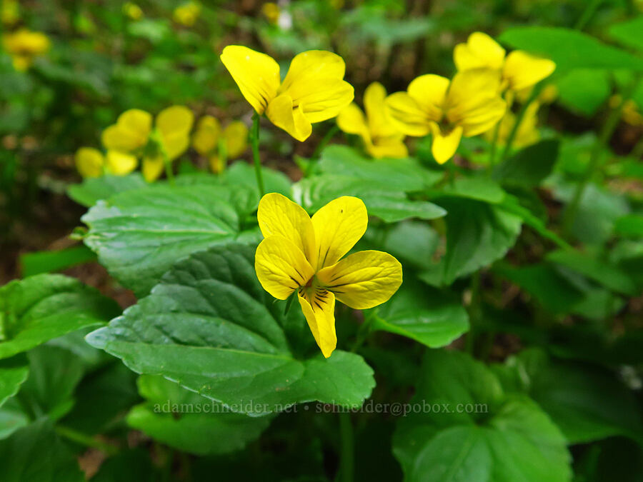 pioneer violet (Viola glabella) [Saddle Mountain, Clatsop County, Oregon]