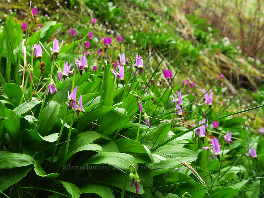 frigid shooting stars (Dodecatheon austrofrigidum (Primula austrofrigida)) [Saddle Mountain, Clatsop County, Oregon]