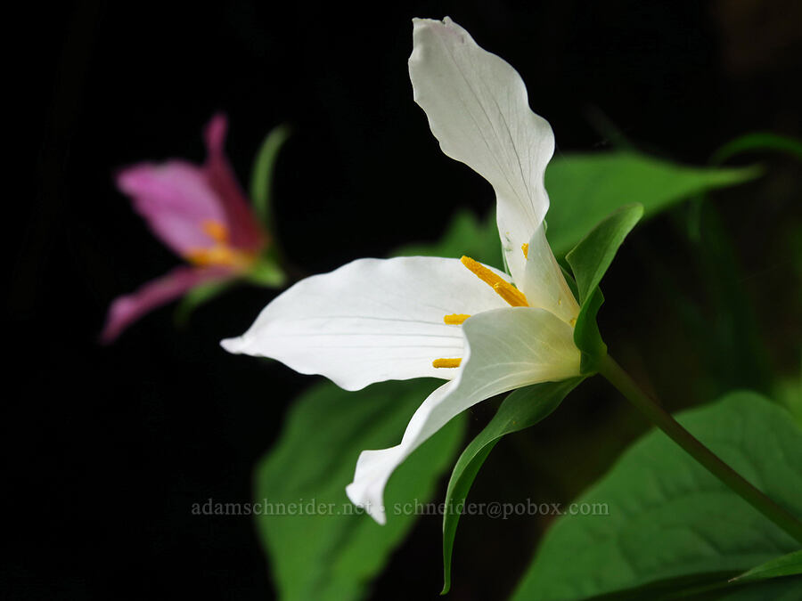 westerm trillium (Trillium ovatum) [Saddle Mountain, Clatsop County, Oregon]