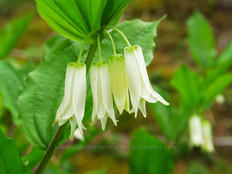 Smith's fairy bells (Prosartes smithii (Disporum smithii)) [Saddle Mountain, Clatsop County, Oregon]