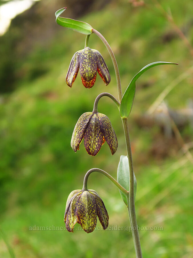 checker lilies (Fritillaria affinis) [Saddle Mountain, Clatsop County, Oregon]