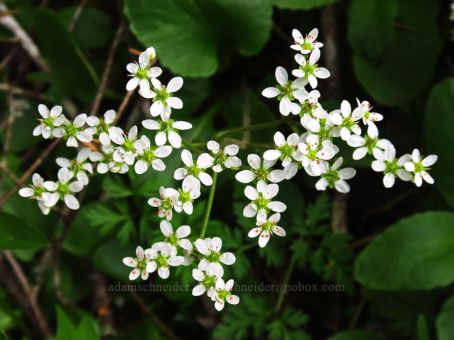 Gorman's saxifrage (Micranthes gormanii (Saxifraga gormanii)) [Saddle Mountain, Clatsop County, Oregon]