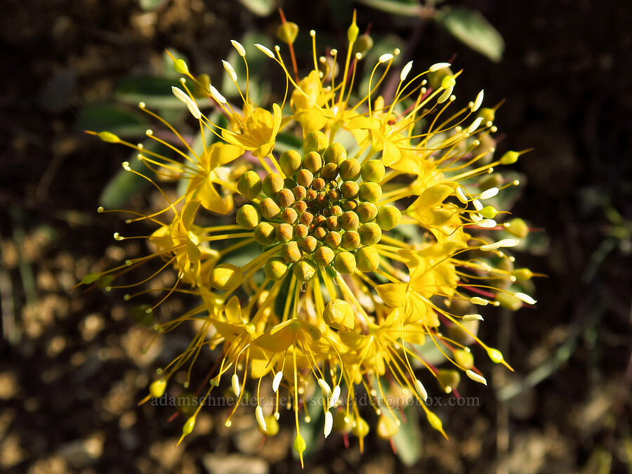 golden bee plant (Cleomella platycarpa (Peritoma platycarpa) (Cleome platycarpa)) [Succor Creek Road, Malheur County, Oregon]