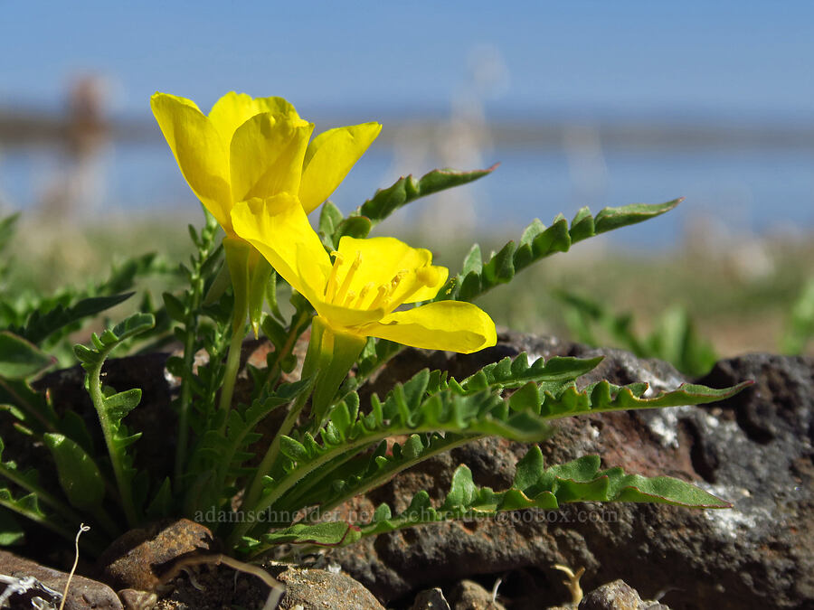 tansy-leaf evening primrose (Camissonia tanacetifolia) [Antelope Reservoir, Malheur County, Oregon]