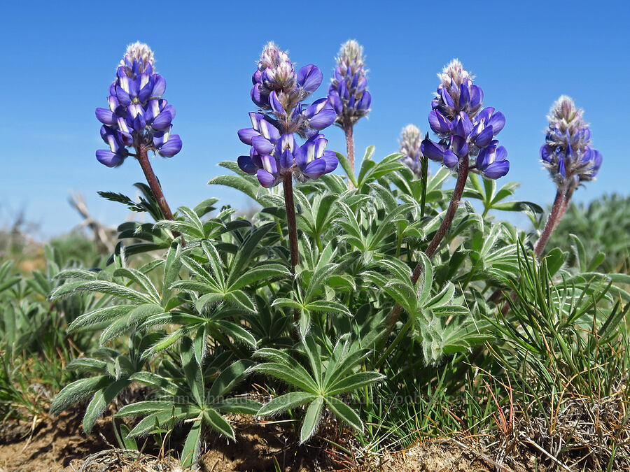 rock lupines (Lupinus saxosus (Lupinus polyphyllus var. saxosus)) [Three Forks Road, Malheur County, Oregon]
