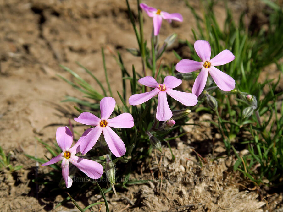 long-leaf phlox (Phlox longifolia) [Three Forks Road, Malheur County, Oregon]