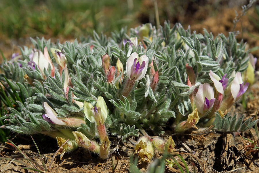 Pursh's woolly-pod milk-vetch (Astragalus purshii var. purshii) [Three Forks Road, Malheur County, Oregon]