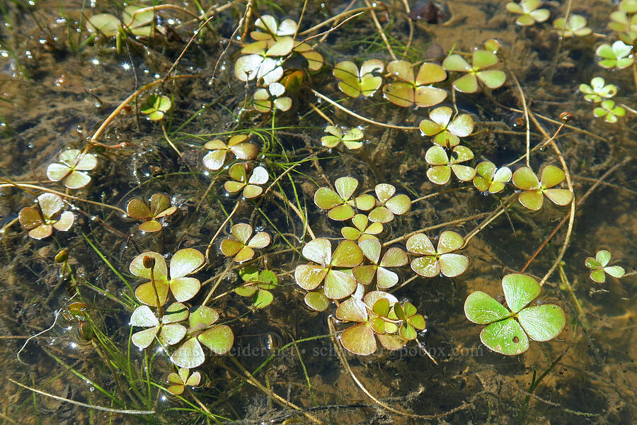 clover fern (Marsilea sp.) [Three Forks Road, Malheur County, Oregon]
