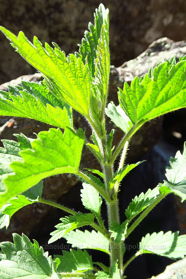 stinging nettle (Urtica gracilis ssp. holosericea (Urtica dioica ssp. holosericea)) [Three Forks Road, Malheur County, Oregon]