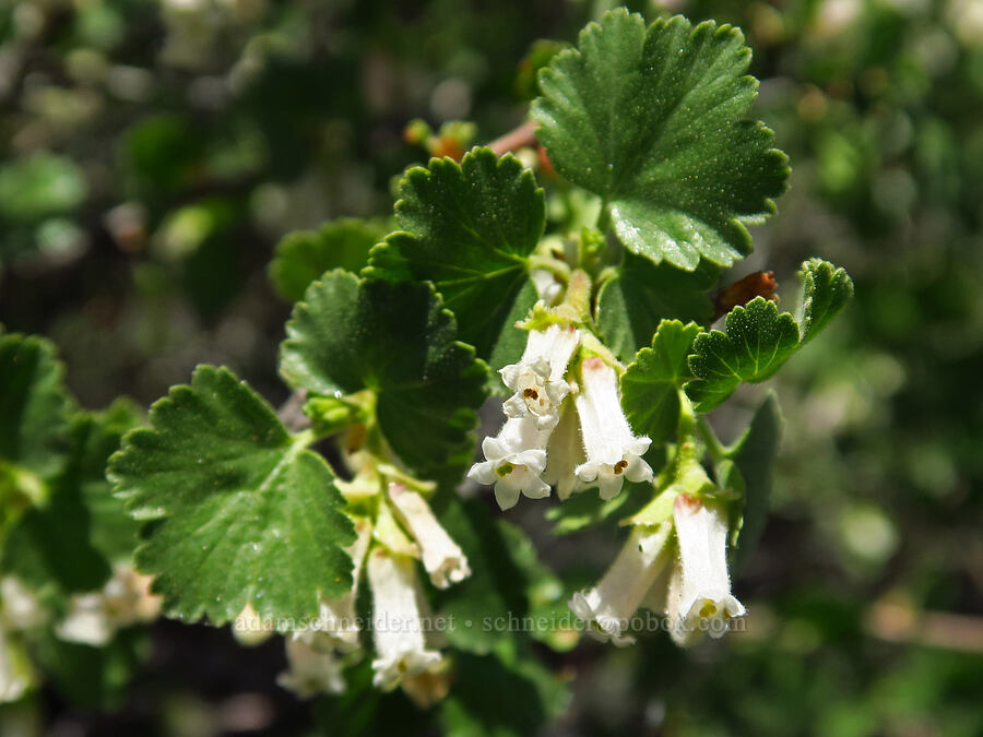 wax currant (Ribes cereum) [Three Forks Road, Malheur County, Oregon]