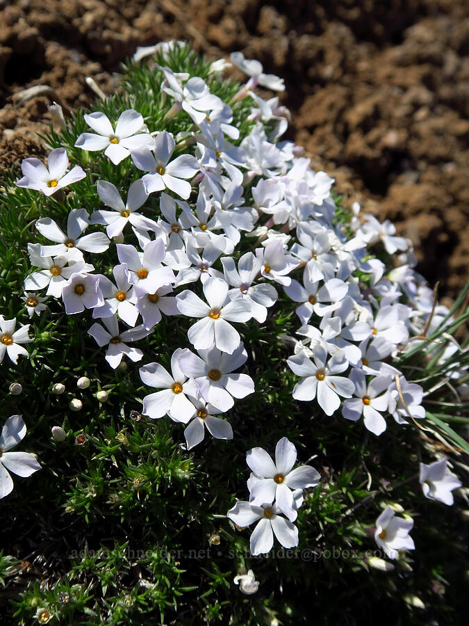 cushiony phlox (Phlox sp.) [Three Forks Road, Malheur County, Oregon]