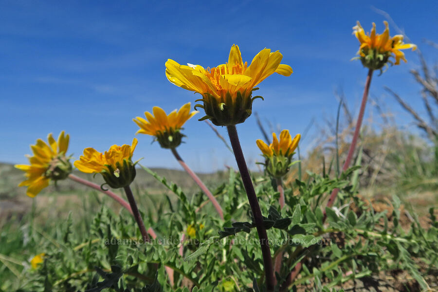 hispid balsamroot (Balsamorhiza hispidula (Balsamorhiza hookeri var. hispidula)) [Three Forks Road, Malheur County, Oregon]