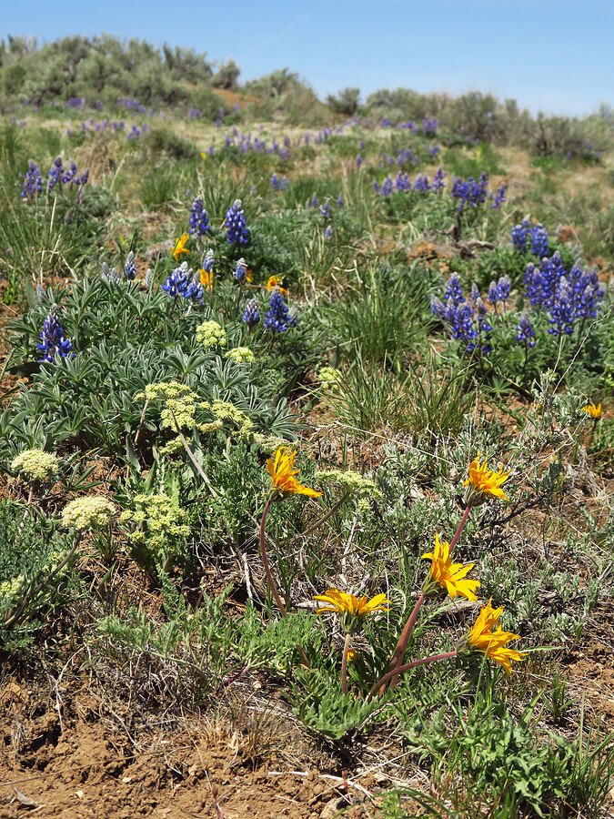 wildflowers [Three Forks Road, Malheur County, Oregon]