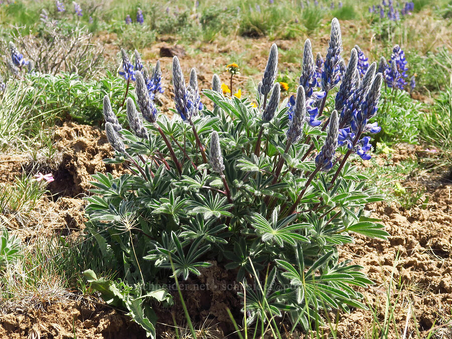 rock lupine (Lupinus saxosus (Lupinus polyphyllus var. saxosus)) [Three Forks Road, Malheur County, Oregon]