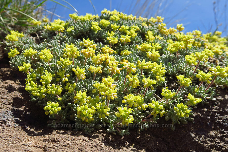 matted buckwheat (Eriogonum caespitosum (Eriogonum cespitosum)) [Three Forks Road, Malheur County, Oregon]