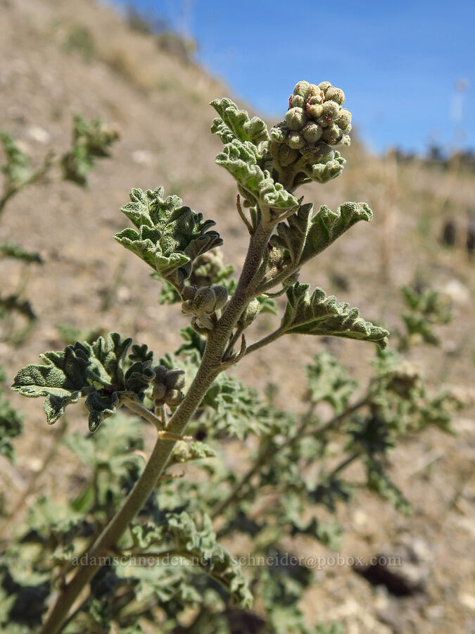 white-stem globe-mallow, budding (Sphaeralcea munroana) [Three Forks, Malheur County, Oregon]