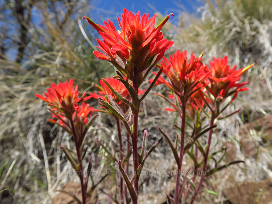 desert paintbrush (Castilleja chromosa) [Three Forks, Malheur County, Oregon]
