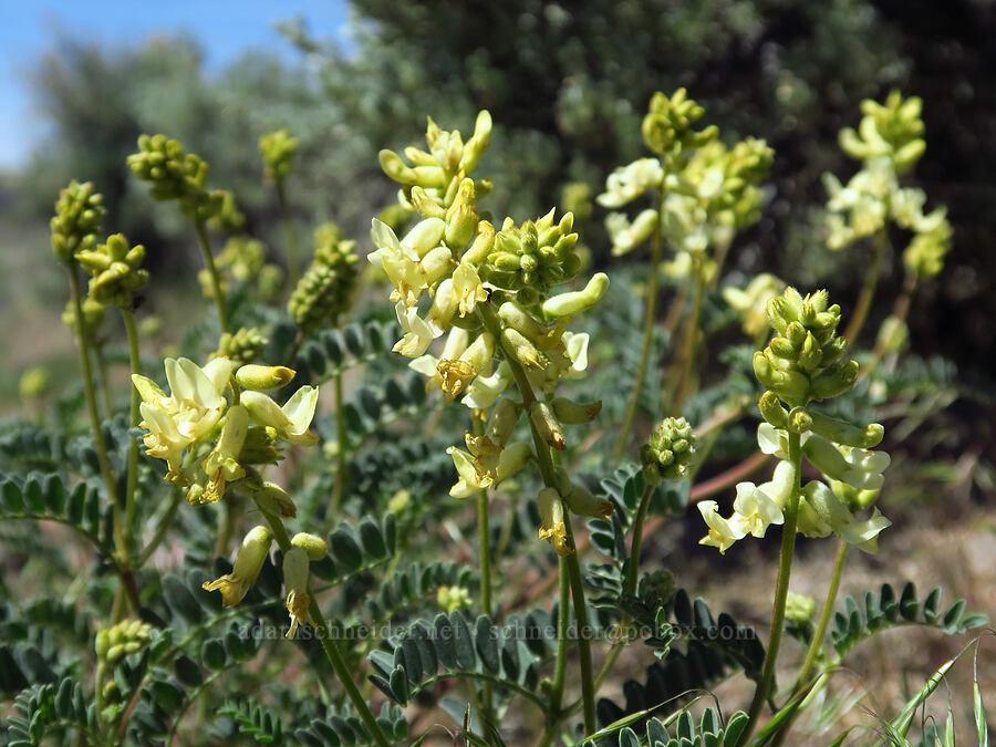 curve-pod milk-vetch (Astragalus curvicarpus) [Three Forks, Malheur County, Oregon]